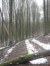 Luonnonmetsäalue 06-001 Niestehänge 2020-02-29 d.JPG