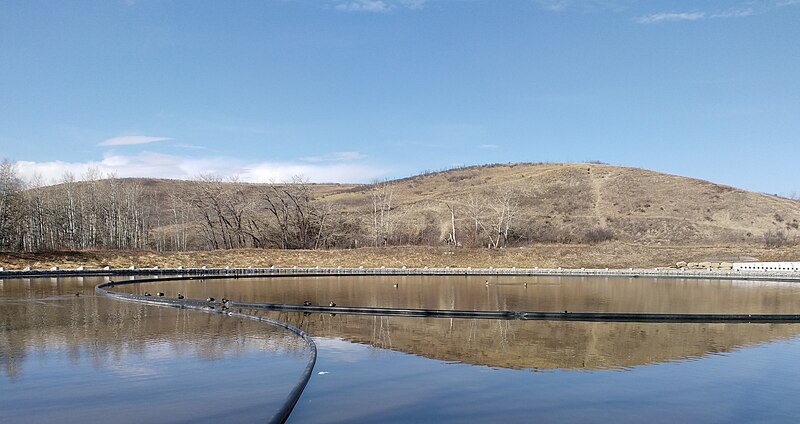 File:Nautilus Pond in March with mallard ducks.jpg