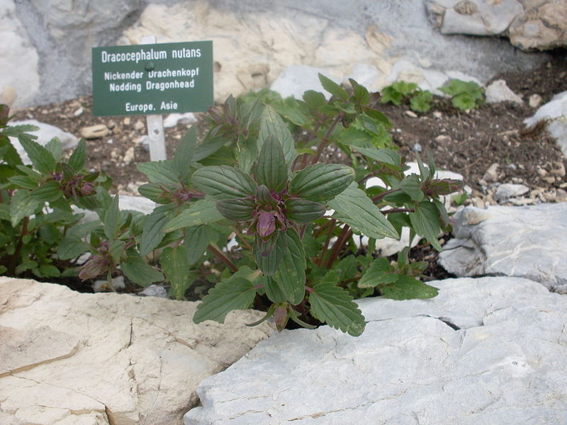 File:Naye-Alpengarten 09.JPG