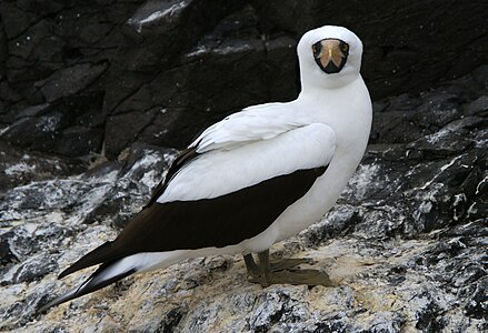 Nazca booby (Sula granti) on Española, Galapagos Islands.