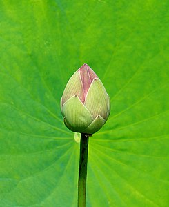 "Nelumbo_July_2011-3.jpg" by User:Alvesgaspar