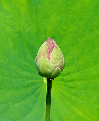 Lotus bud