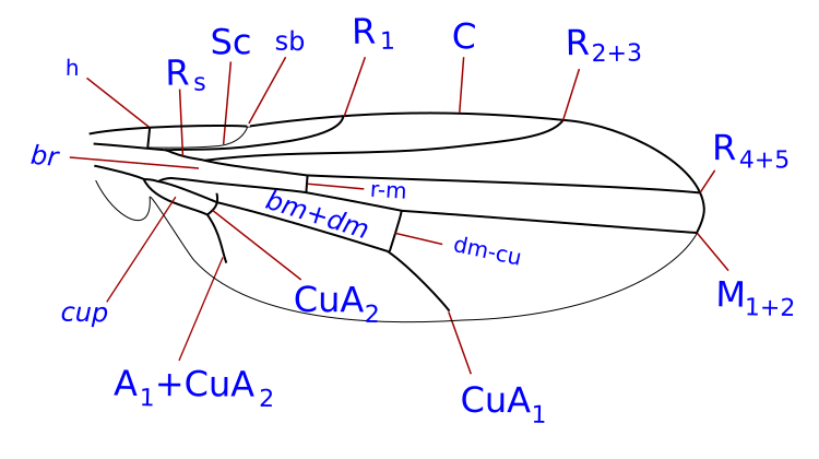 File:Neminidae wing veins.svg