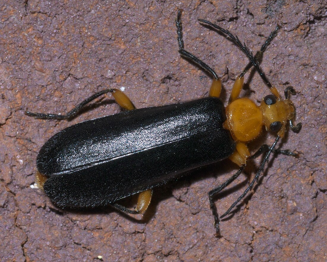 Neopyrochroa