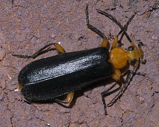 <i>Neopyrochroa femoralis</i> Species of beetle