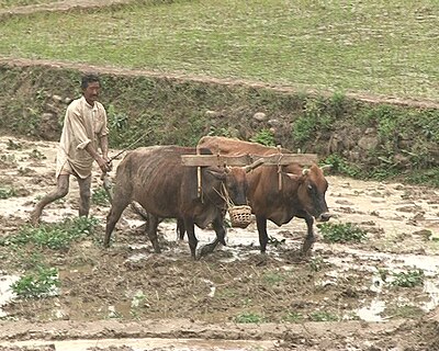 Petani tradisional dengan kerbau untuk membajak tanah, sebuah metode yang masih dilakukan sejak ribuan tahun yang lalu
