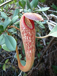 <i>Nepenthes klossii</i> Species of pitcher plant from New Guinea