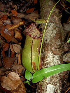 <i>Nepenthes × cantleyi</i> Species of carnivorous plant