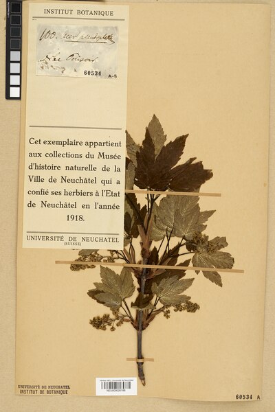 File:Neuchâtel Herbarium - Acer pseudo-platanus - NEU000026188.tiff