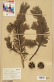 P. mugo, Neuchâtel Herbarium