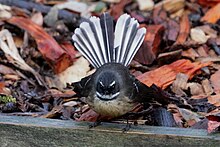 Bird with tail fanned out showing how it got its name New Zealand Fantail or Piwakawaka 04.jpg