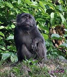 Nicobar Long-tailed or Crab-eating Macaque (Macaca fascicularis umbrosa).jpg