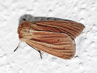 <i>Mythimna congrua</i> Species of moth