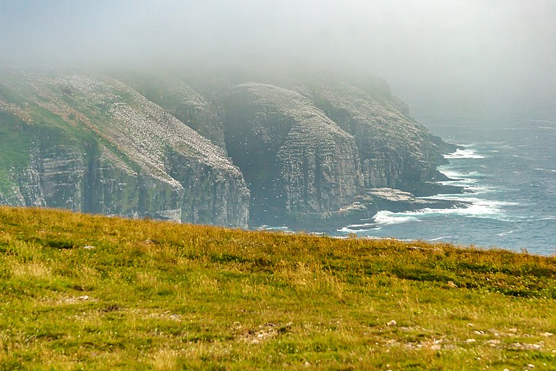 File:Northern Gannets St Mary Cape Newfoundland (40469355985).jpg