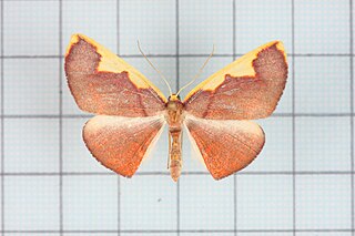 <i>Nothomiza</i> Genus of moths