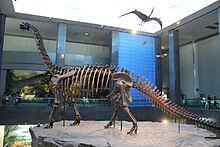 "Nurosaurus" mounted skeleton, Inner Mongolia Museum Nuoerosaurus chaganensis mount.jpg