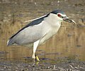Nycticorax nycticorax in paddy field s2.jpg