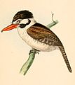   Subspecies chacuru in A selection of the birds of Brazil and Mexico, by William John Swainson (1789-1855)