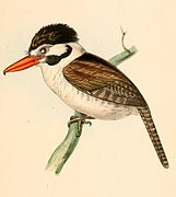 Nystalus chacuru (White-eared Puffbird)