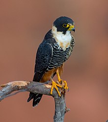 OFalco rufigularis Bat Falcon (cropped).jpg