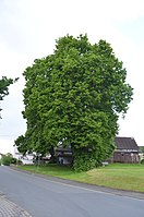 Linden trees at the entrance to the village