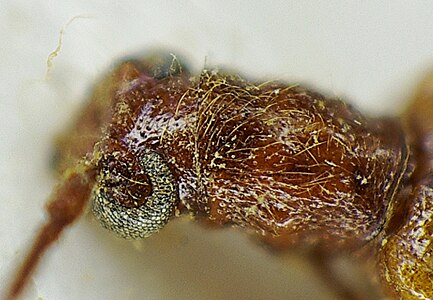 pronotum