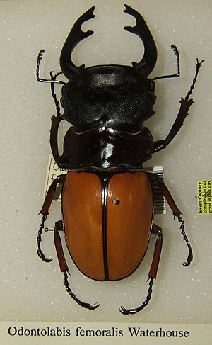 Odontolabis femoralis sjh.jpg