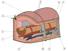 Earthworm metanephridium (9). Oligochaeta anatomy.svg