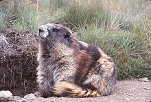 Olympic Marmot 02.jpg