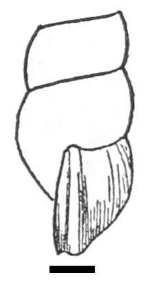 Drawing of lateral view of a part of a shell of Oncomelania hupensis nosophora. The scale is 1 mm. Oncomelania hupensis nosophora shell 2.png