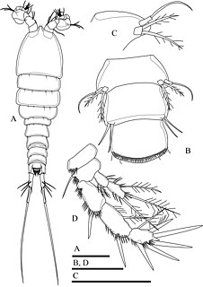 <i>Onychocamptus</i> Genus of crustaceans