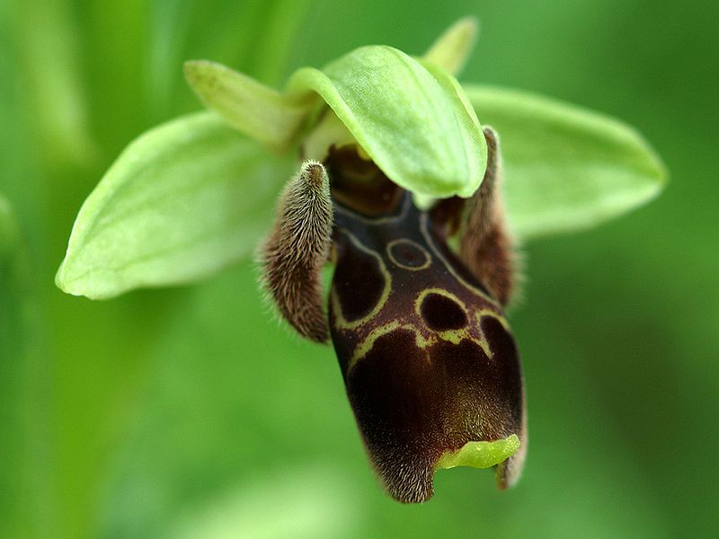 File:Ophrys attica Griechenland 482.jpg