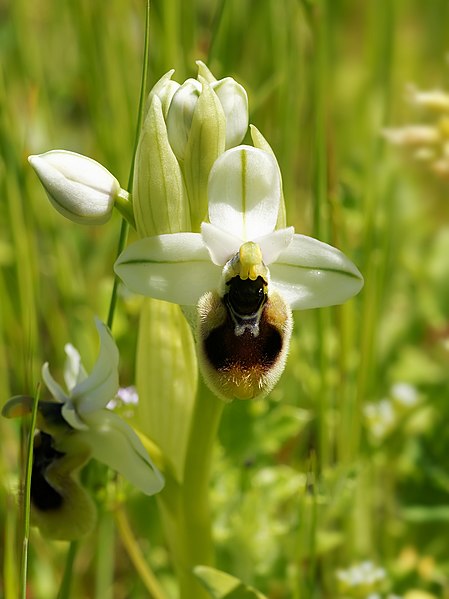 File:Ophrys neglecta (hypochrome flower).jpg