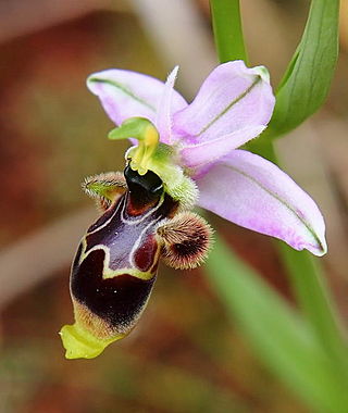 <i>Ophrys scolopax</i> Species of orchid