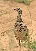 Orange River francolin, Scleroptila levaillantoides, at Khama Rhino Sanctuary, Botswana (32117354732).jpg