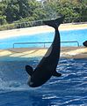 Orca Loro Parkı (03) .jpg