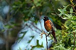 Thumbnail for File:Orchard oriole (53074652727).jpg