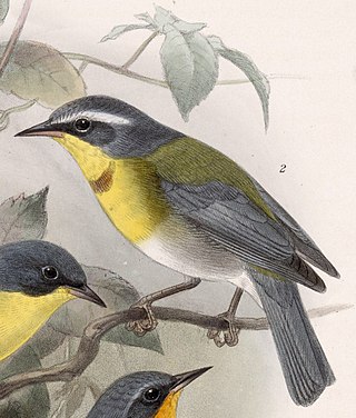 <span class="mw-page-title-main">Crescent-chested warbler</span> Species of bird