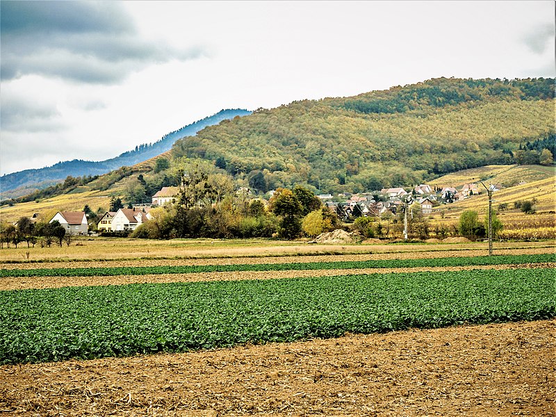 File:Orschwiller, vu de la rourte de Sélestat.jpg