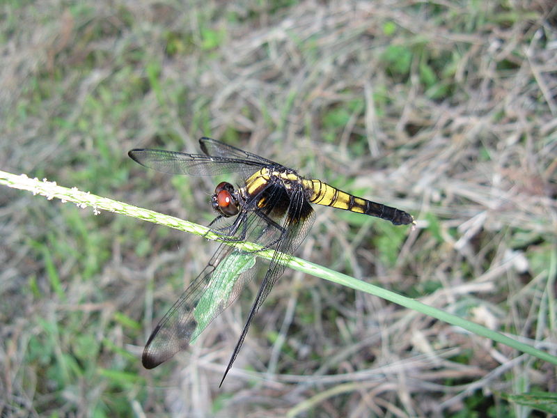 File:Orthetrum triangulare melania1.jpg