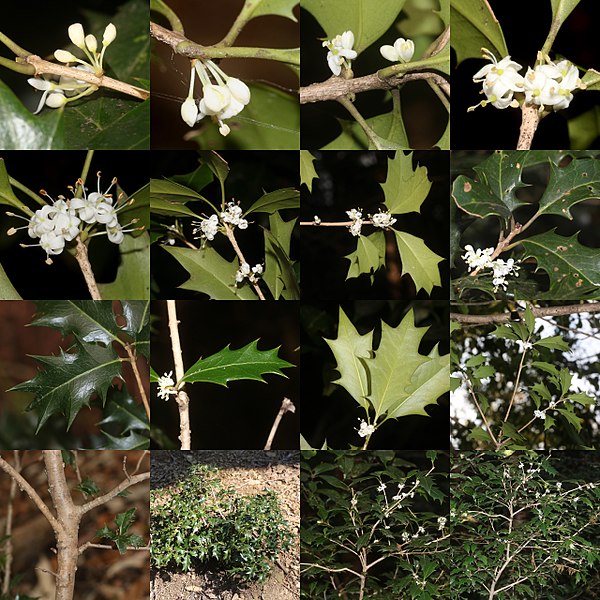 File:Osmanthus heterophyllus (Montage s3).jpg