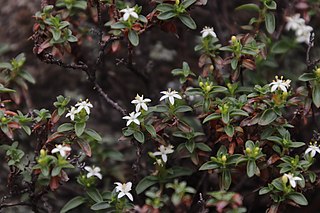 <i>Otiophora</i> (plant) Genus of flowering plants