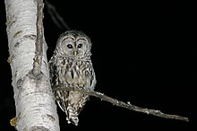 Barred owl (Strix varia) perched on a birch tree at Blanket Creek Provincial Park Owl at Night.jpg