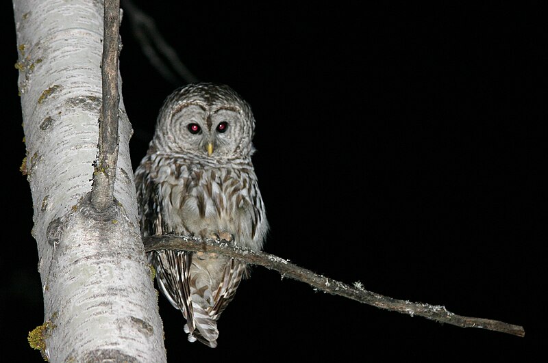 File:Owl at Night.jpg