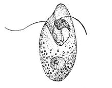Oxyrrhis marina, un dinoglagellato