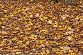 English: Fallen acer leaves Deutsch: Ahornlaub