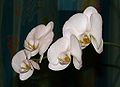 Baltasis falenopsis (Phalaenopsis aphrodite)
