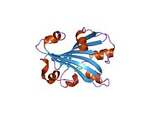 Modèle tridimensionnel de l'enzyme