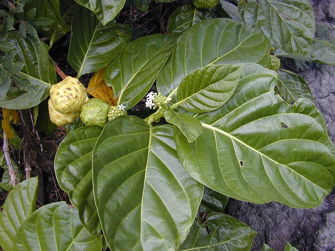 Morinda citrifolia