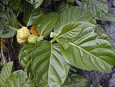 Folioj, floroj kaj frukto de Morinda citrifolia